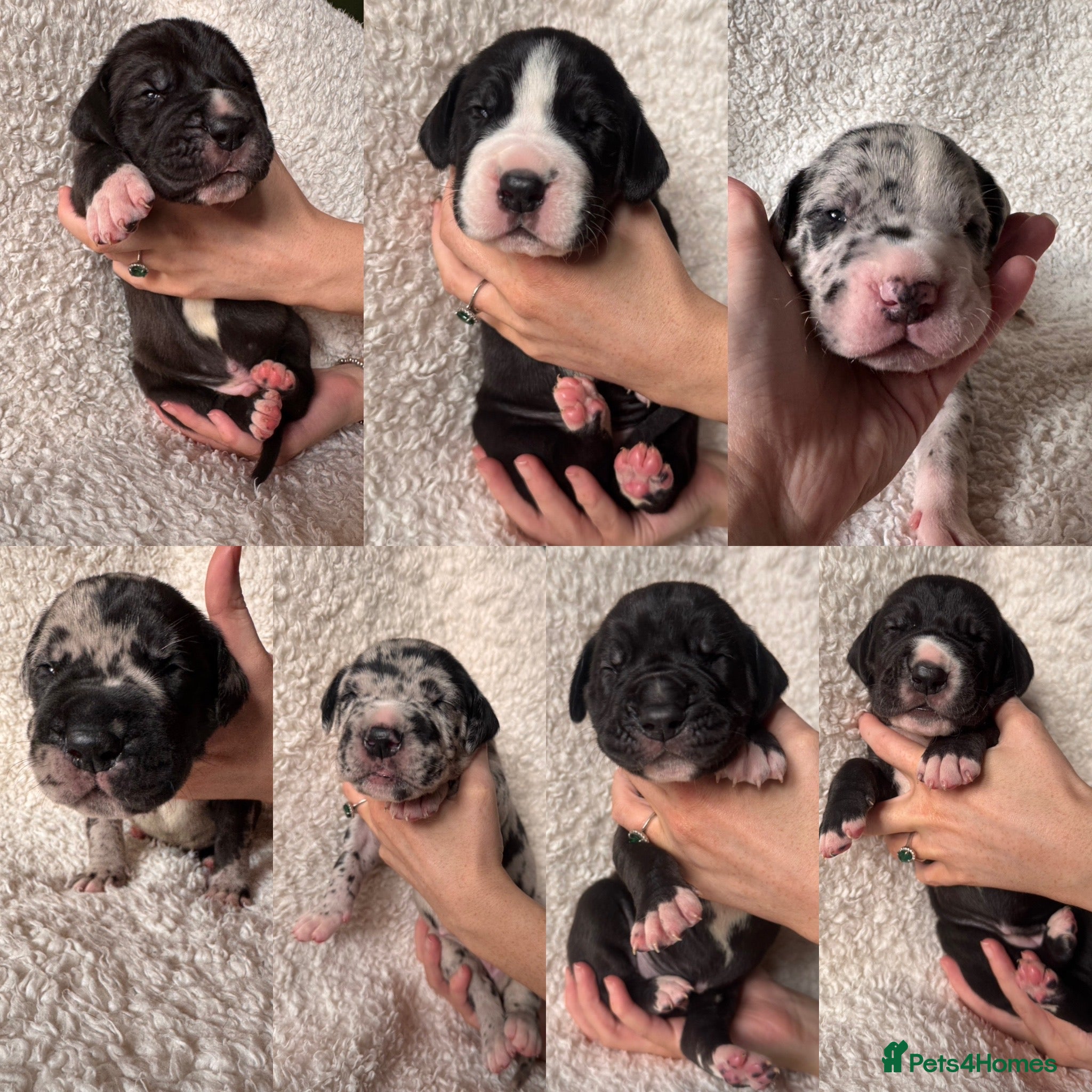 Great Dane dogs KC registered Great Dane pups - Advert 1