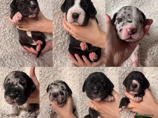 Great Dane dogs KC registered Great Dane pups - Advert 13