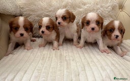 Cavalier King Charles Spaniel dogs for sale: 🐶 true miniature King Charles puppy’s 🐶 - Image 2
