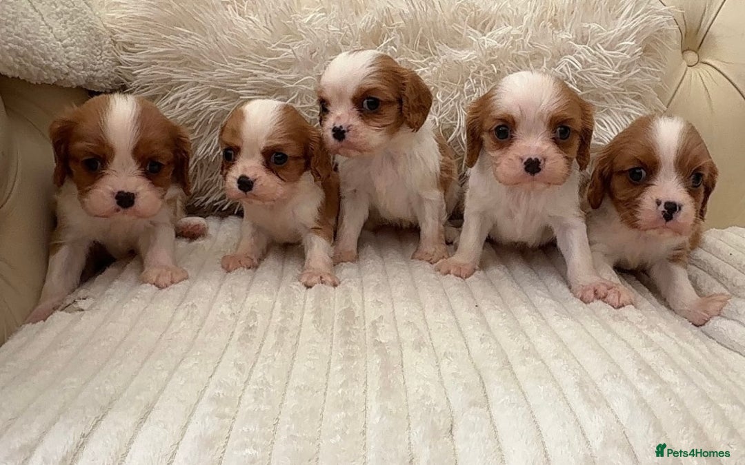 Cavalier King Charles Spaniel dogs for sale: 🐶 true miniature King Charles puppy’s 🐶 - Image 2