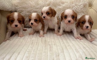 Cavalier King Charles Spaniel dogs - Advert 5