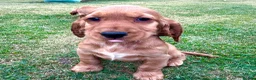 Cocker Spaniel dogs for sale: KC Registered Show Cockerspaniel Babies 🐾🐾🐾 - Advert 9