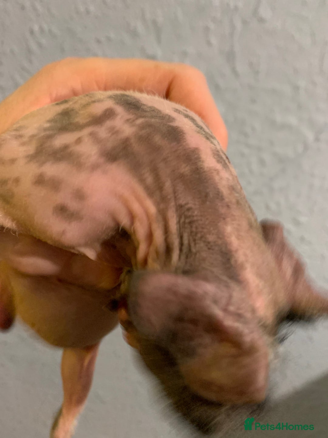 Guinea Pig rodents for sale: Skinny pigs and Skinny Pig Carriers - Advert 33