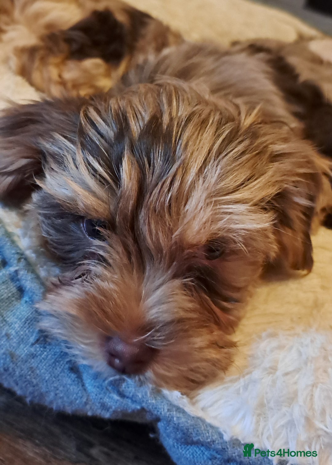 Yorkshire Terrier dogs for sale: 1 Boy & 3 Girls with Unique Coats - Advert 27