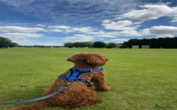 Miniature Poodle dogs for stud: KC health tested dog via POLICE K9 behaviourist - Image 18