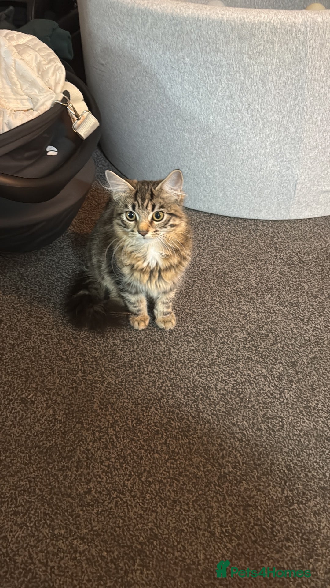 Mixed Breed cats 2 tabby cats 1 boy 1 girl  - Advert 1