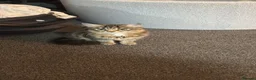 Mixed Breed cats for sale: 2 tabby cats 1 boy 1 girl  in Clevedon - Advert 1