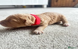 Cockapoo dogs for sale: Beautiful Cockapoo F2 puppies  - Image 3