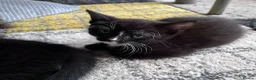 Mixed Breed cats for sale: Adorable Kittens Ready for Their New Hom - Advert 12