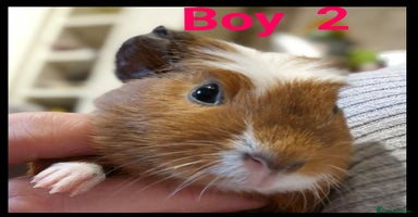 Guinea Pig rodents - Advert 8