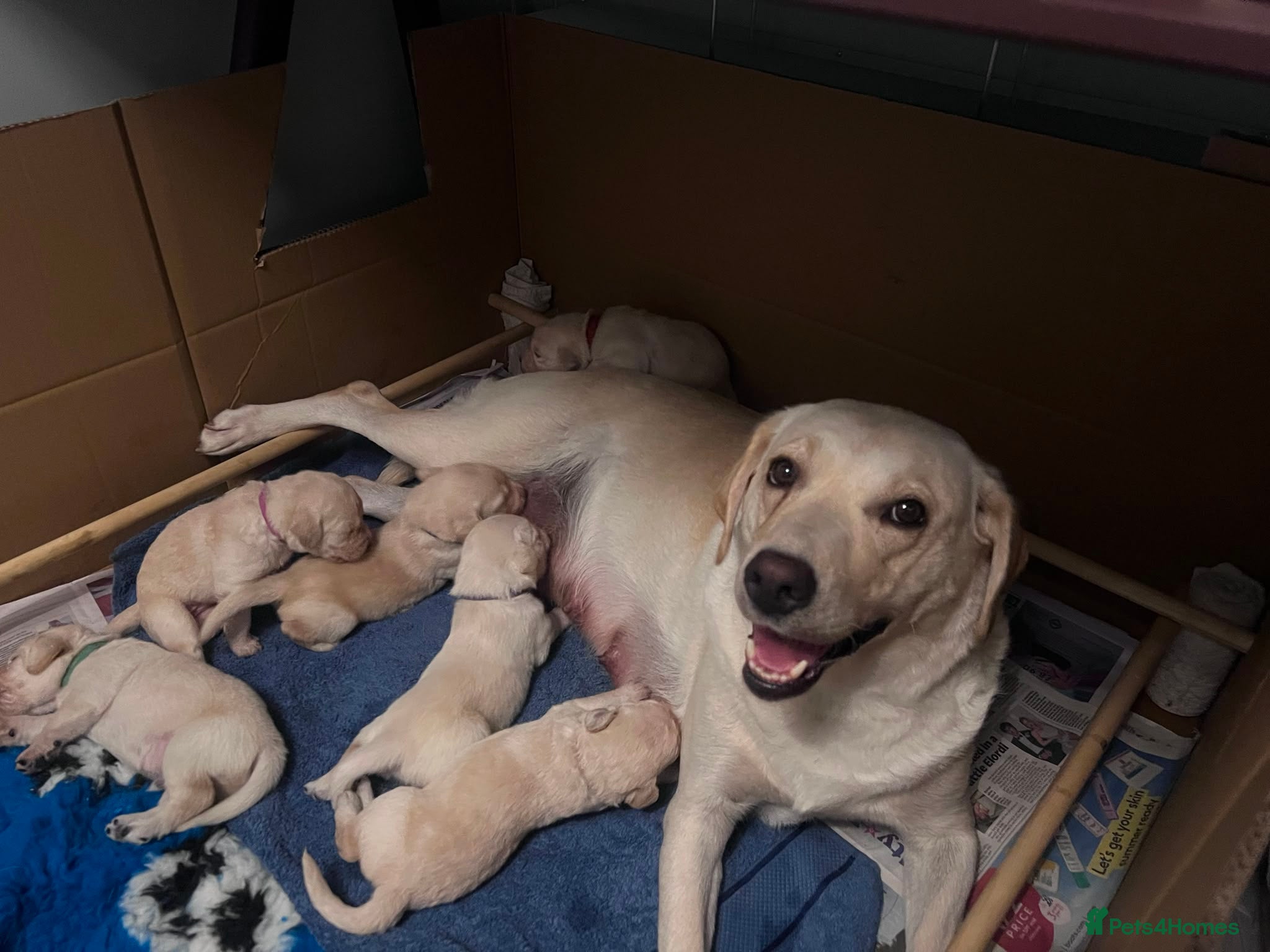 Labradoodle dogs Happy and healthy Labradoodle puppies! - Advert 2