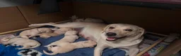 Labradoodle dogs for sale: Happy and healthy Labradoodle puppies! - Advert 10
