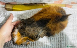 Guinea Pig rodents for sale: Various Male guinea pigs in Leeds - Image 7