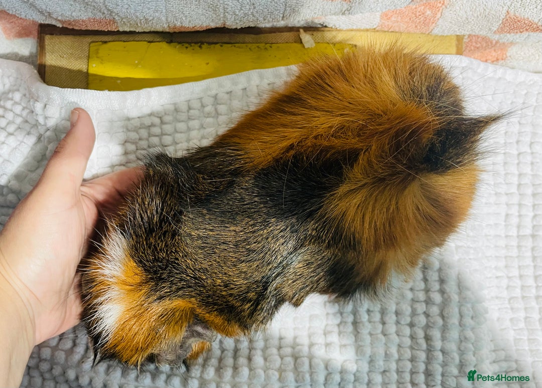 Guinea Pig rodents for sale: Various Male guinea pigs in Leeds - Image 7