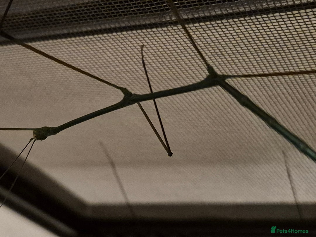 Stick Insects invertebrates for sale: Live stick insects and eggs - Advert 15