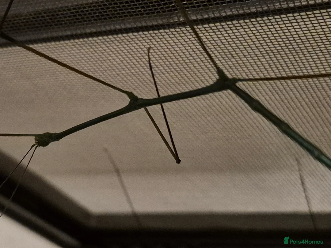 Stick Insects invertebrates for sale: Live stick insects and eggs - Advert 16