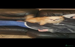 Chipoo dogs for sale: Beautiful Chipoo puppies.  - Image 16