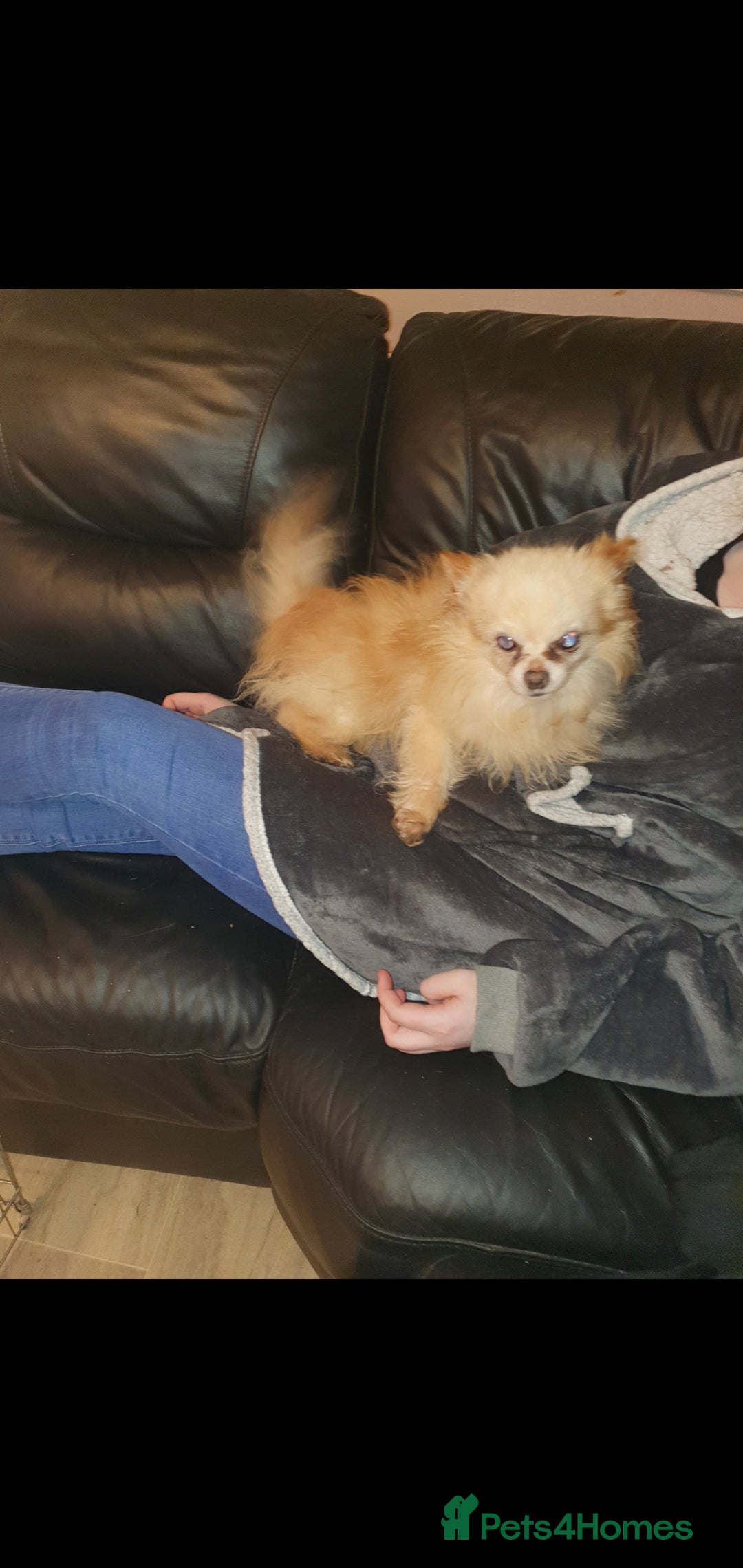 Chipoo dogs for sale: Beautiful Chipoo puppies.  - Image 16
