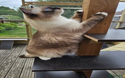 Ragdoll cats for sale: 💎 2 Exceptional Pedigree Ragdolls-young adults💎 - Image 16