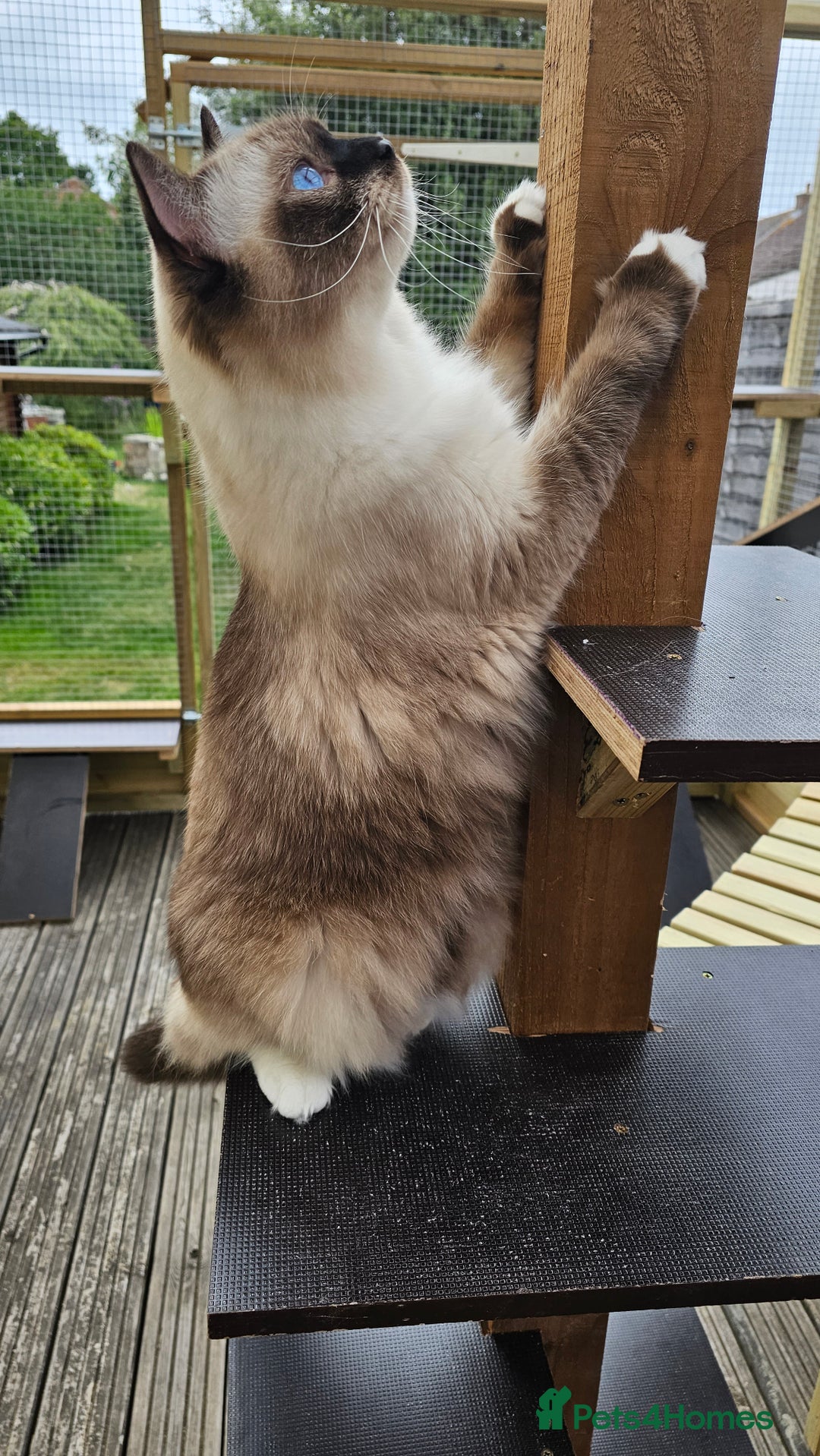 Ragdoll cats for sale: 💎 2 Exceptional Pedigree Ragdolls-young adults💎 - Image 16