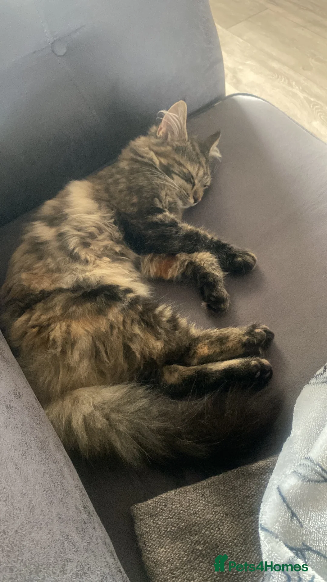Mixed Breed cats for sale: Kittens  in Northampton - Advert 1