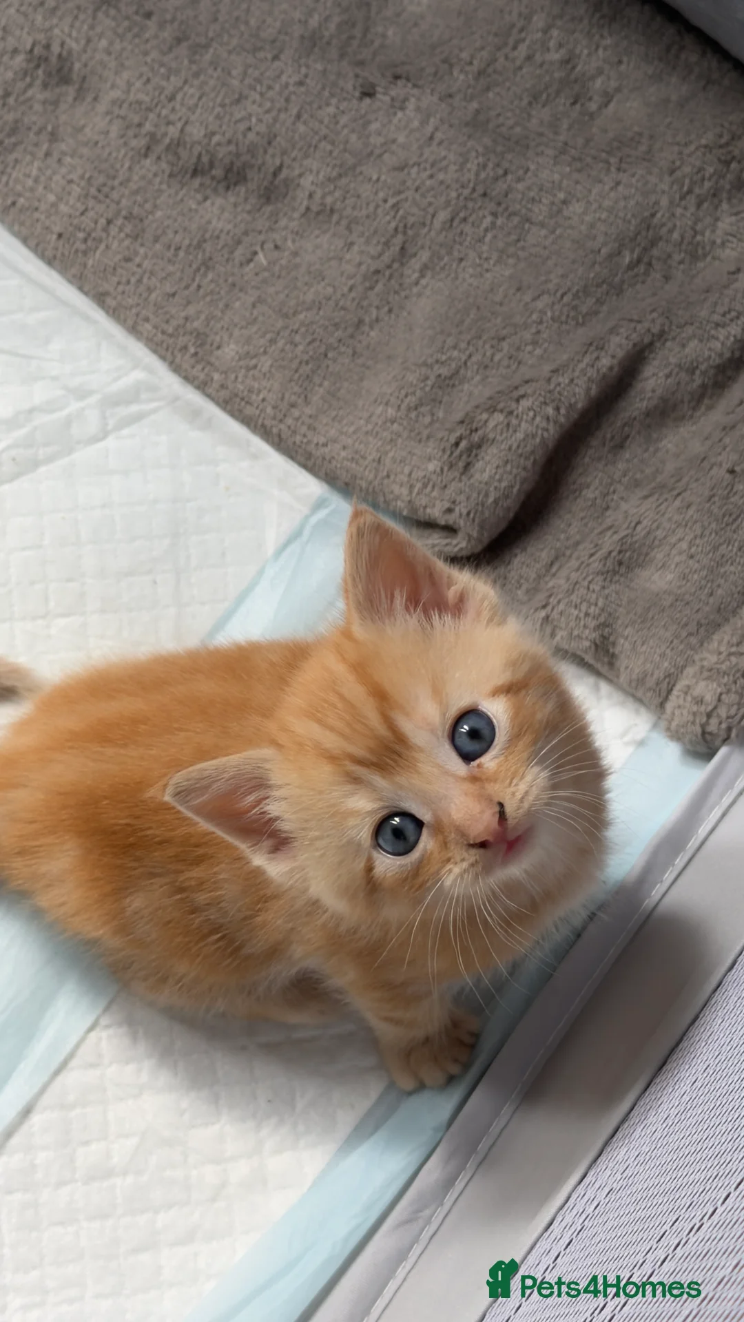 Mixed Breed cats for sale:  Two rare ginger girls  in London - Advert 7