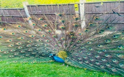 Peafowl poultry for sale: Indian blue breading Peafowl 🦚  - Image 7