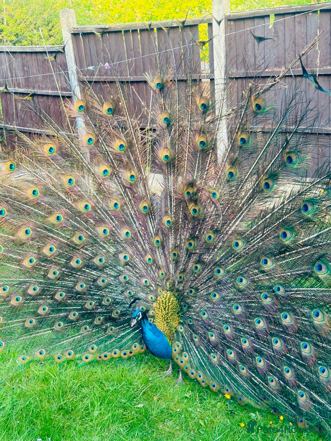 Peafowl poultry for sale: Indian blue breading Peafowl 🦚  - Image 7