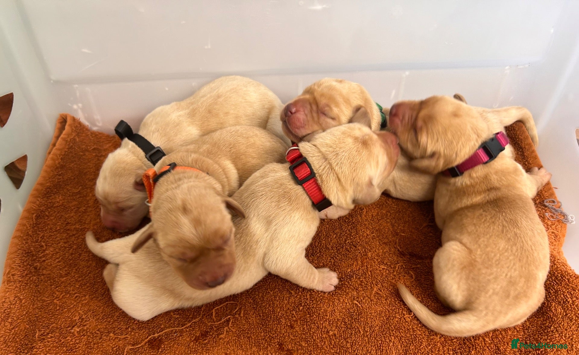 Labrador Retriever dogs for sale: Kennel Club (KC) Registered puppies 🐾🐾 - Advert 1