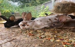 Rex rabbits for sale: Well Handled, Purebred Mini Rex Rabbits - Image 2