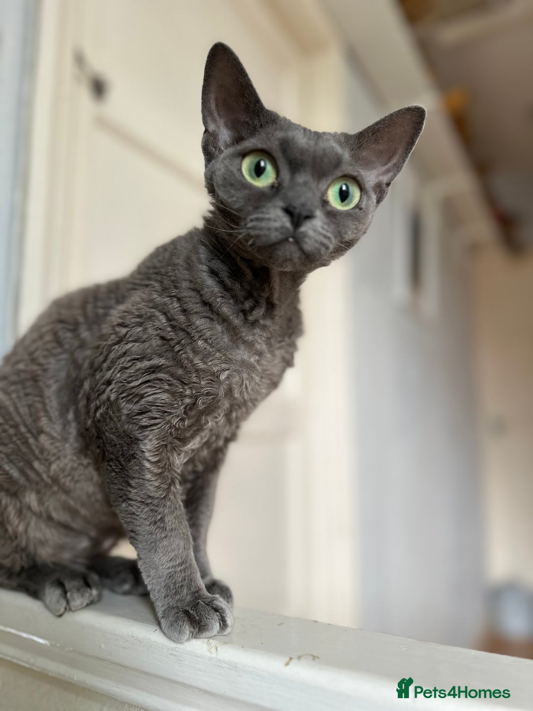 Devon Rex cats for sale: Female devon rex needs new home - Advert 13