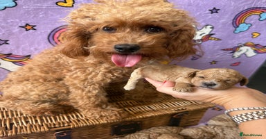 Cavapoo dogs - Advert 5