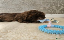 Shih Tzu dogs for sale: SHIH tzu puppies 🐶 outstanding - Image 18