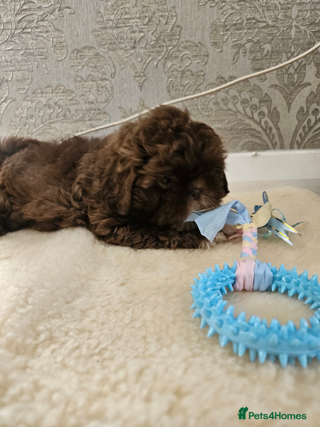 Shih Tzu dogs for sale: SHIH tzu puppies 🐶 outstanding - Image 18