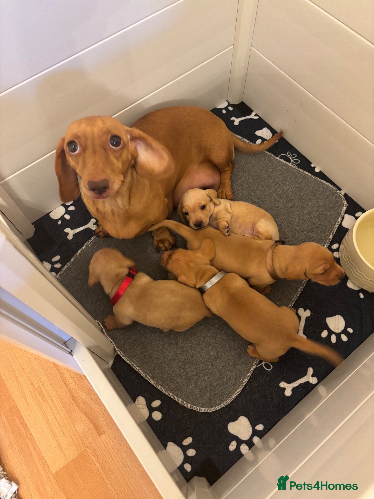 Miniature Dachshund dogs KC reg smooth hair miniature dachshund  - Advert 1