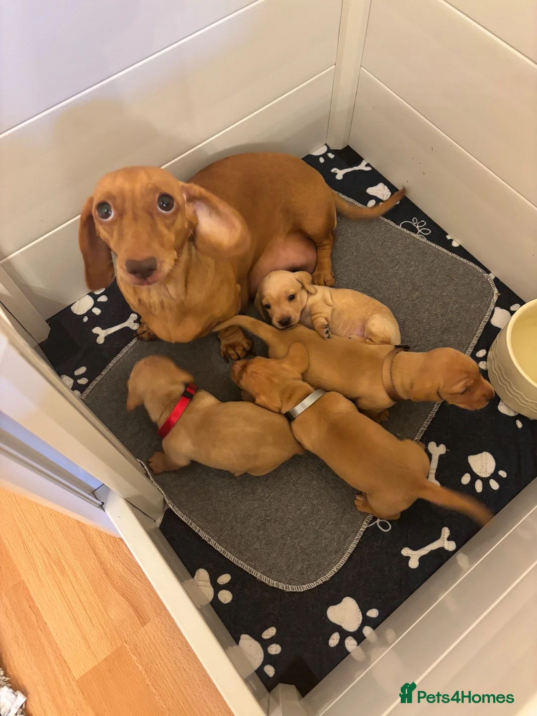 Miniature Dachshund dogs for sale: KC reg smooth hair miniature dachshund  - Advert 1