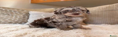 Cockapoo 3