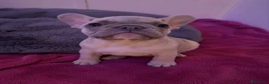 French Bulldog 1