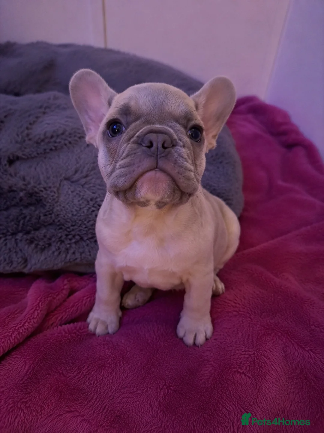 French Bulldog dogs for sale: Beautiful French Bulldog Ready for Loving Homes in Manchester - Advert 10