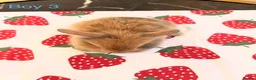 Mini Lion Lop rabbits for sale: Ready to leave 02/09/2026 - Advert 8
