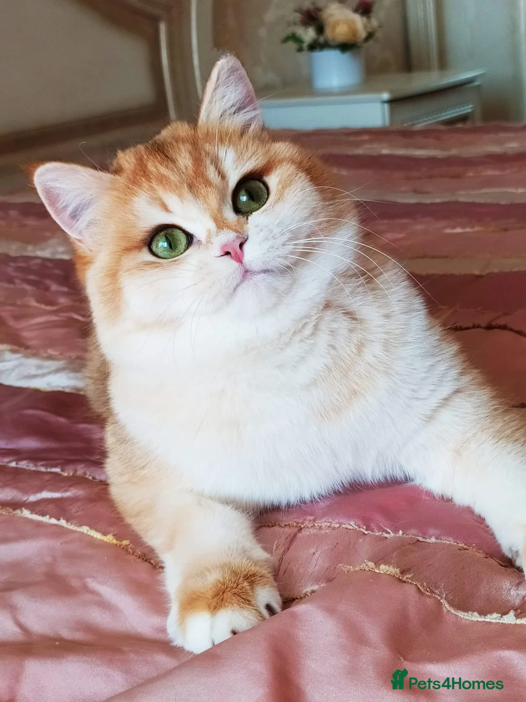 British Shorthair cats for sale: Active queens to pet hobby breeder ONLY  - Advert 2