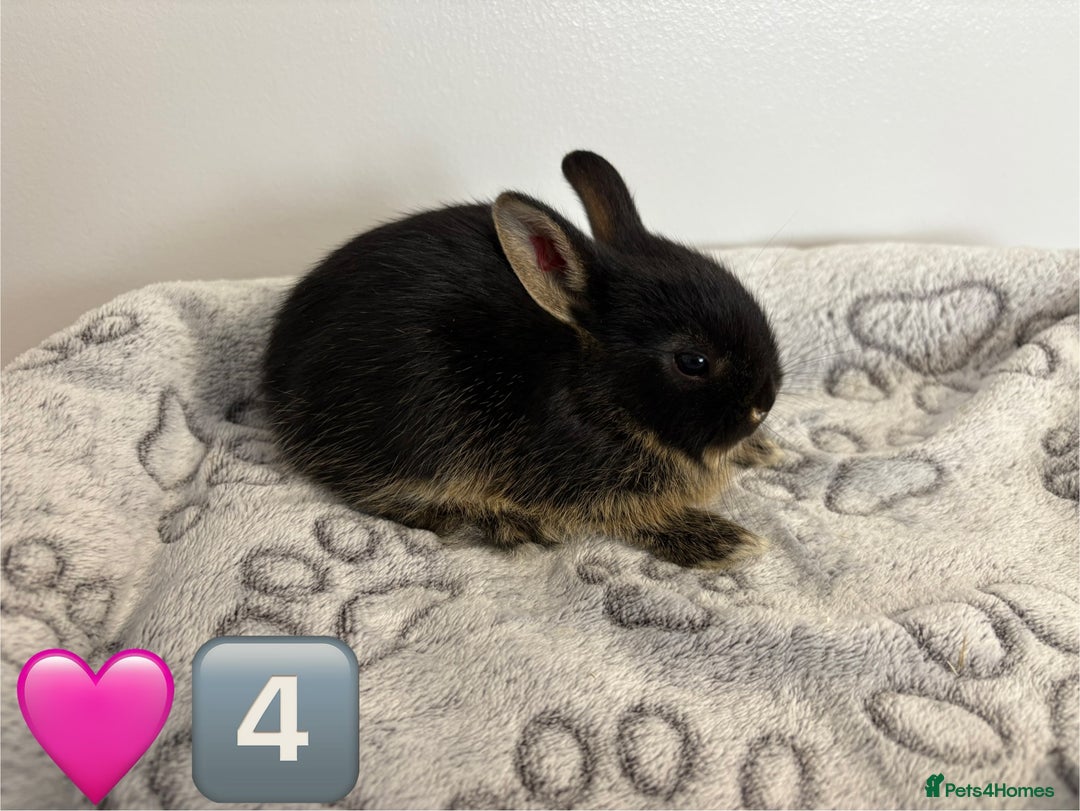 Netherland Dwarf rabbits for sale: 14 x Netherland Dwarf Bunnies 🐰🏡 🥰  - Image 9
