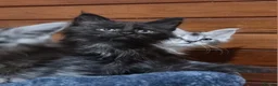 Maine Coon cats for sale: GCCF Pedigree Maine Coon Kittens  - Advert 17