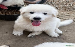 German Shepherd dogs for sale: Very special, super WHITE, LONG HAIRED GSD pups  - Image 6