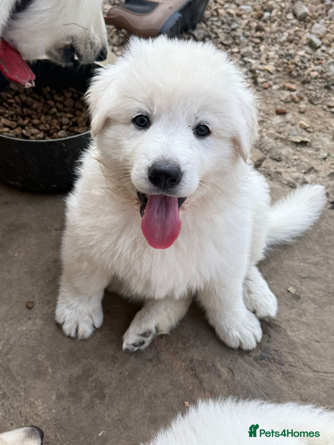 German Shepherd dogs for sale: Very special, super WHITE, LONG HAIRED GSD pups  - Image 6