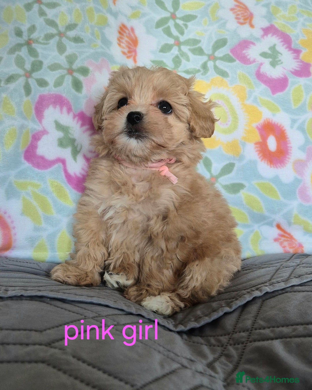 Maltipoo dogs for sale: F1 Maltipoo puppies 🐶 Just 2 girls remaining  - Advert 38