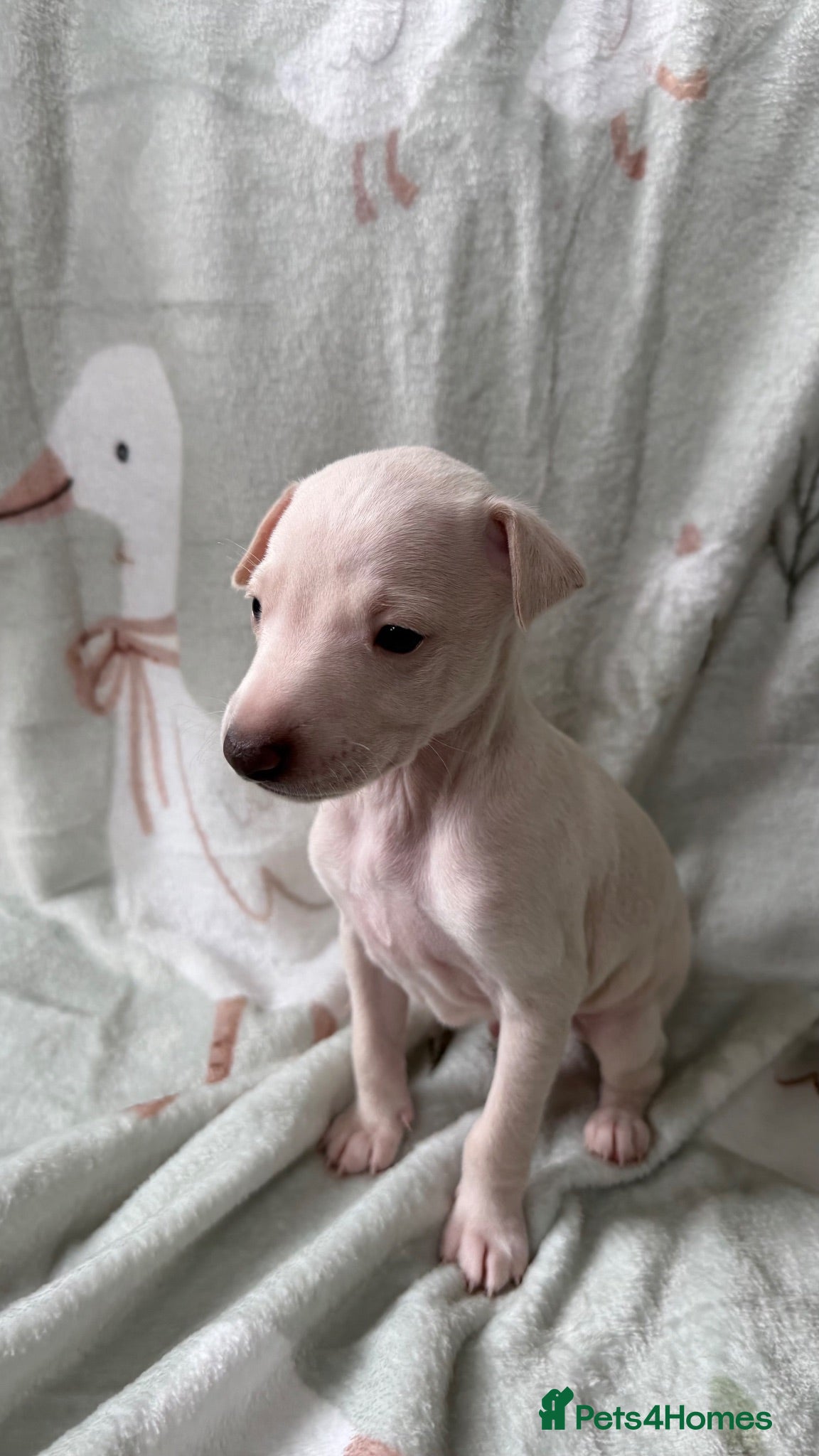 Italian Greyhound dogs KC Italian Greyhound Boy - Advert 1