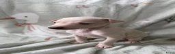 Italian Greyhound dogs for sale: KC Italian Greyhound Boy - Advert 1