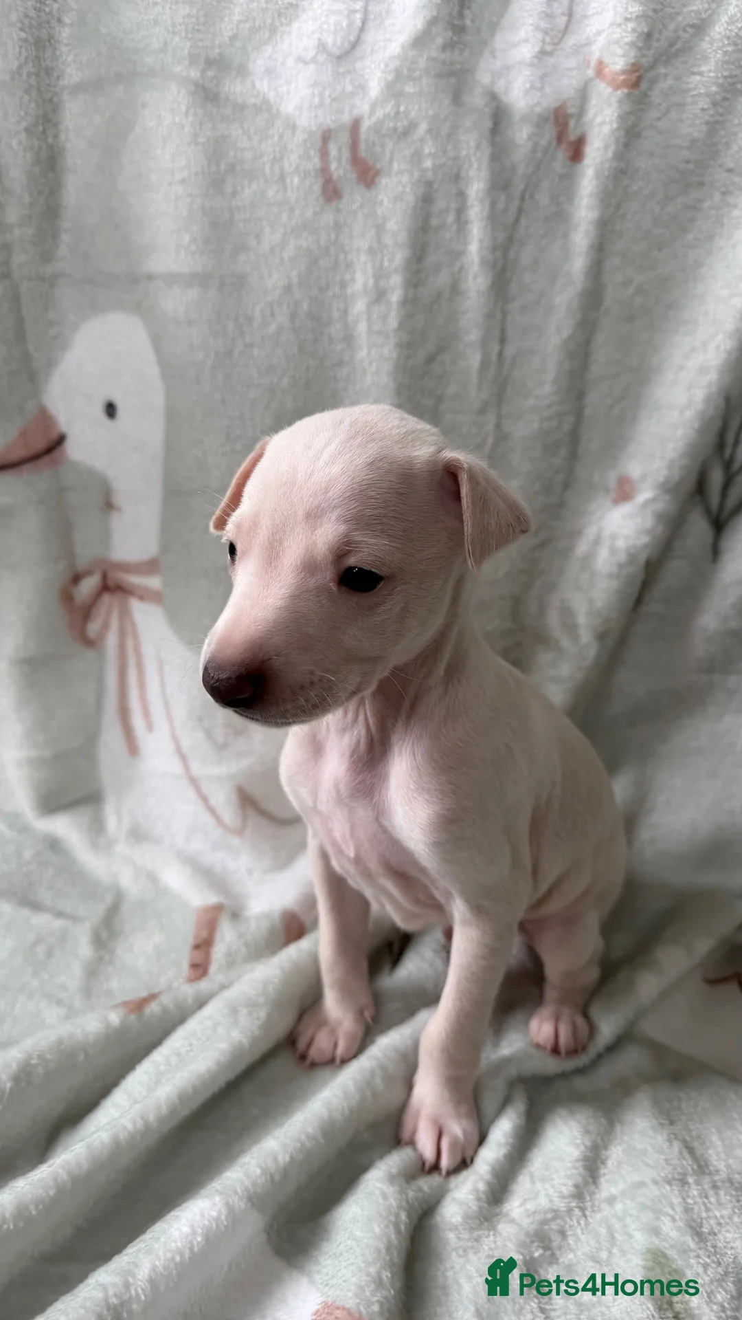 Italian Greyhound dogs for sale: KC Italian Greyhound Boy - Advert 1