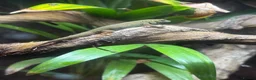 Gecko reptiles for sale: Electric blue day gecko (Williamsi) in Welling - Advert 2
